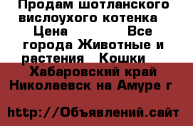 Продам шотланского вислоухого котенка › Цена ­ 10 000 - Все города Животные и растения » Кошки   . Хабаровский край,Николаевск-на-Амуре г.